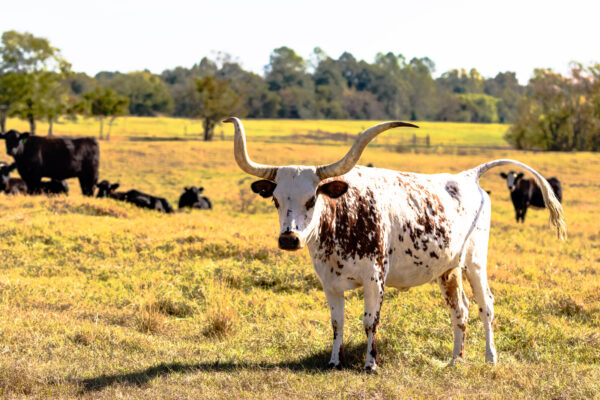 Equine Vet Care | Livestock Vet Care