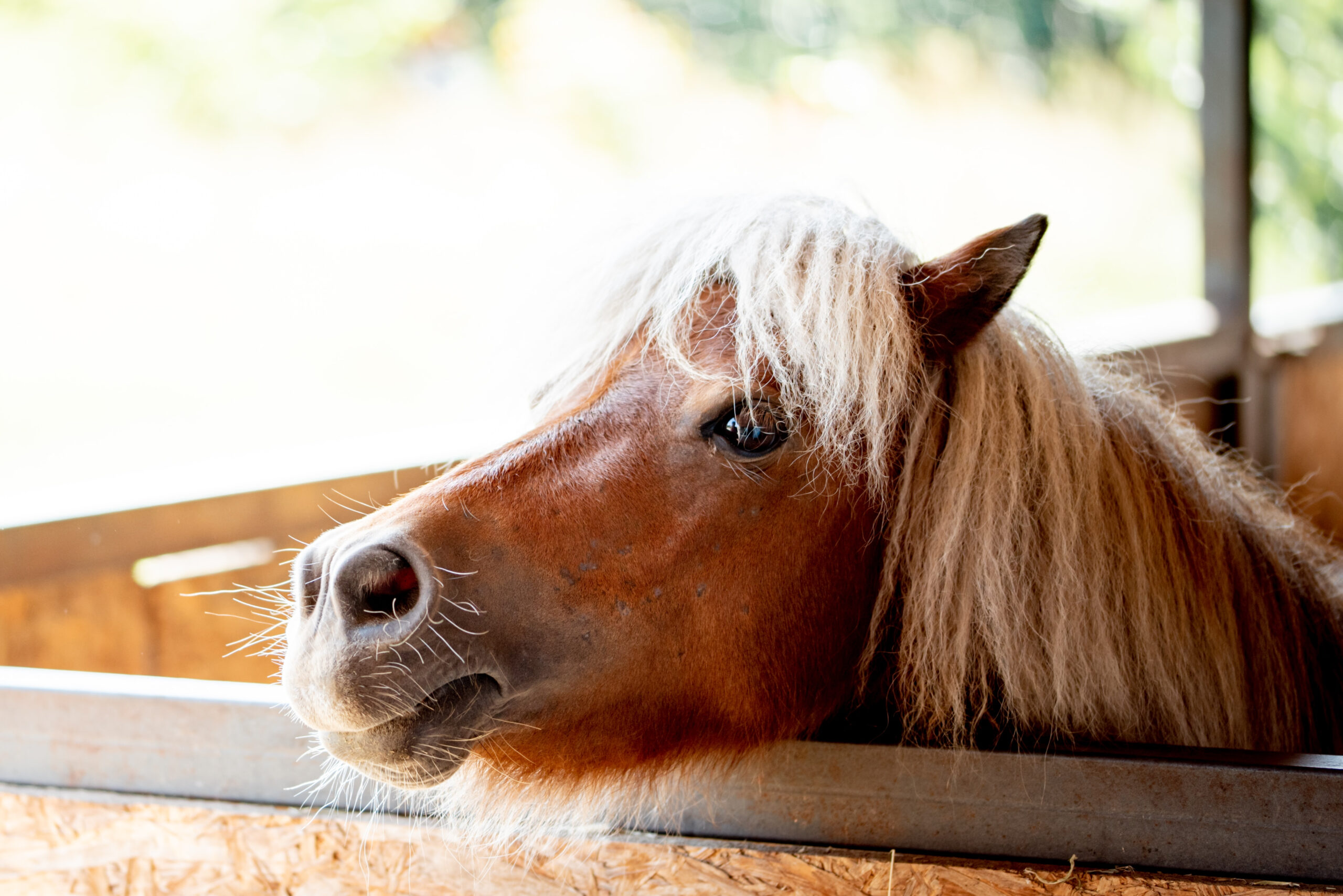 Emergency Vet in Lake City, FL